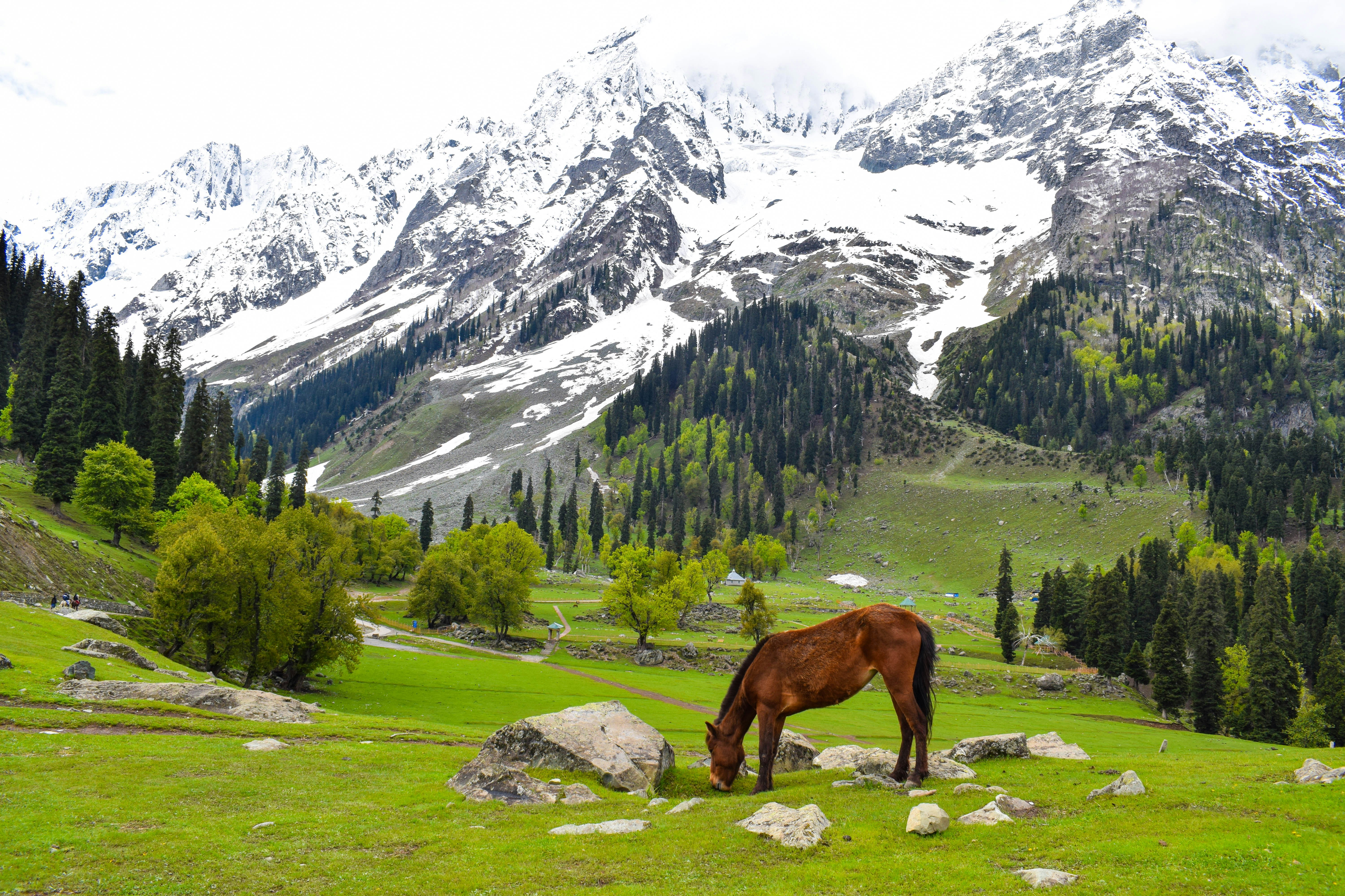 Beautiful Kashmir Valley Tour